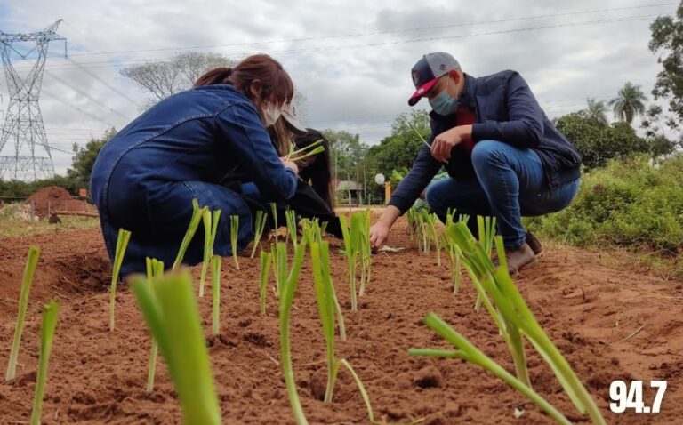 Atención estudiantes de agronomía: la FAZyV anunció pasantías