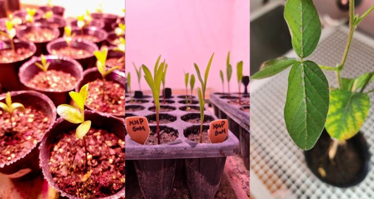 Desarrollan un nanoproducto para combatir enfermedades de la caña de azúcar
