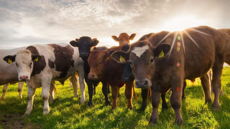 La UNT ofrece un curso de posgrado sobre manejo sanitario de rodeo bovino en ambientes subtropicales